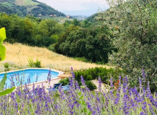 Il Capriolo Villa San Cerbone Bagian luar foto